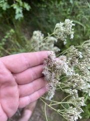 Eupatorium