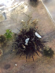 Mesocentrotus franciscanus