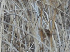 Cistothorus stellaris