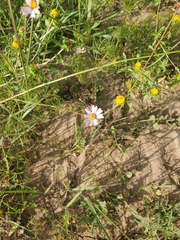 Cosmos parviflorus