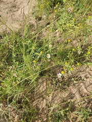 Cosmos parviflorus