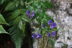 Aconitum degenii
