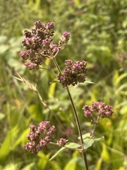 Origanum