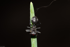 Aphantochilus rogersi