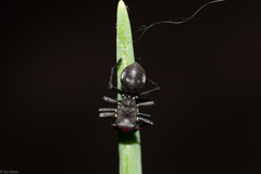 Aphantochilus rogersi