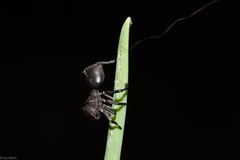 Aphantochilus rogersi