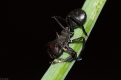 Aphantochilus rogersi