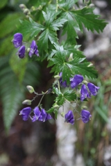 Aconitum degenii