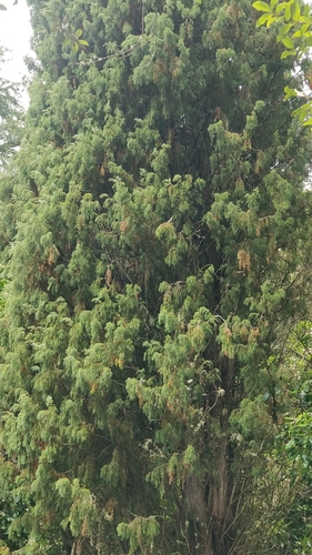 Image of Juniperus cedrus by (c) Vítor Jorge, some rights reserved (CC BY)