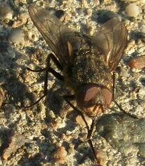 Pollenia