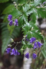 Aconitum degenii