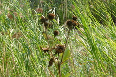 Inula helenium
