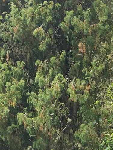 Image of Juniperus cedrus by (c) Vítor Jorge, some rights reserved (CC BY)