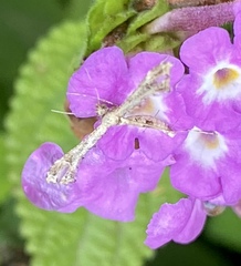 Lantanophaga pusillidactylus