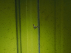 Cirrhochrista kosemponialis
