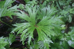 Aconitum degenii