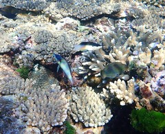 Halichoeres marginatus