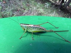 Conocephalus strictus