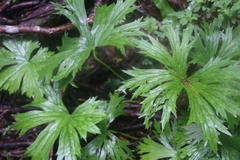 Aconitum degenii
