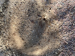 Pogonomyrmex maricopa