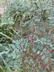 Indigofera australis