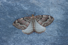 Triphosa dubitata