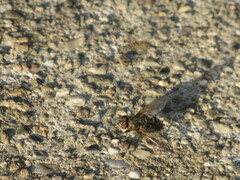 Pollenia