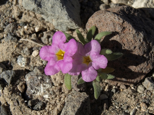 Ground nama (Nama aretioides)