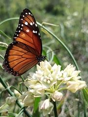 Danaus eresimus