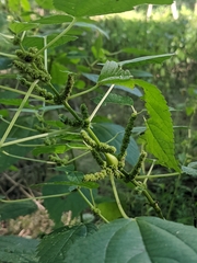 Neolasioptera boehmeriae