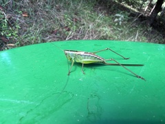 Conocephalus strictus