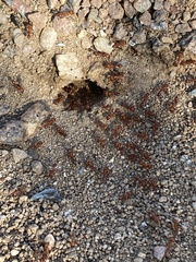 Pogonomyrmex maricopa