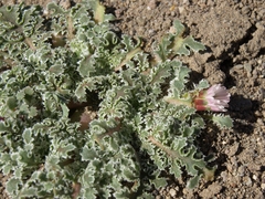 Glyptopleura marginata