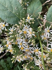 Eurybia
