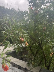 Punica granatum