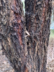 Eucalyptus sideroxylon