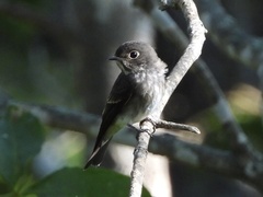 Muscicapa sibirica