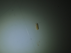 Danielithosia immaculata