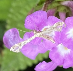 Lantanophaga pusillidactylus