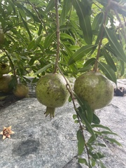 Punica granatum