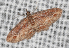 Chloroclystis filata