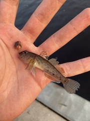 Neogobius melanostomus