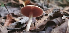Pholiotina rugosa