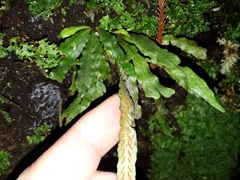 Notogrammitis pseudociliata