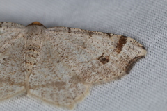 Macaria bisignata