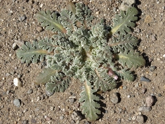 Glyptopleura marginata