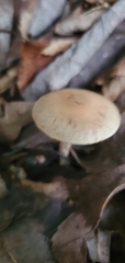 Pholiotina rugosa