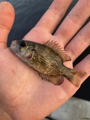 Ambloplites rupestris