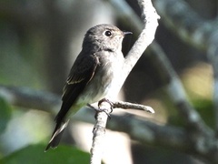 Muscicapa sibirica