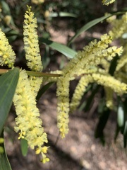 Juliflorae
